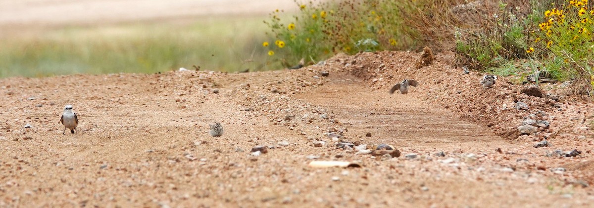 Lark Sparrow - ML620792948