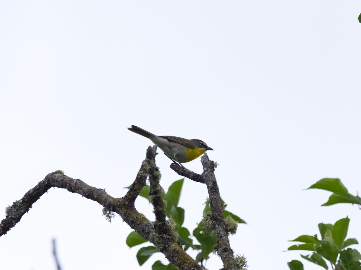 Yellow-breasted Chat - ML620792950