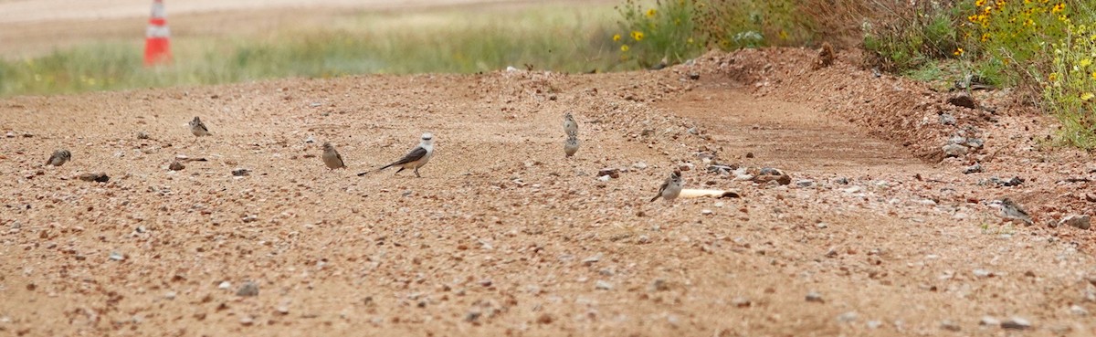 Lark Sparrow - ML620792952