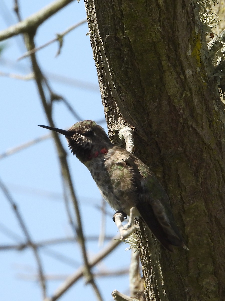 Anna's Hummingbird - ML620792956