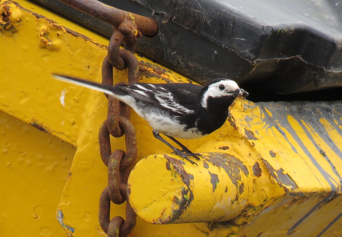 White Wagtail - ML620792960