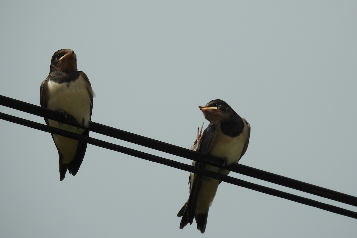 Barn Swallow - ML620792961