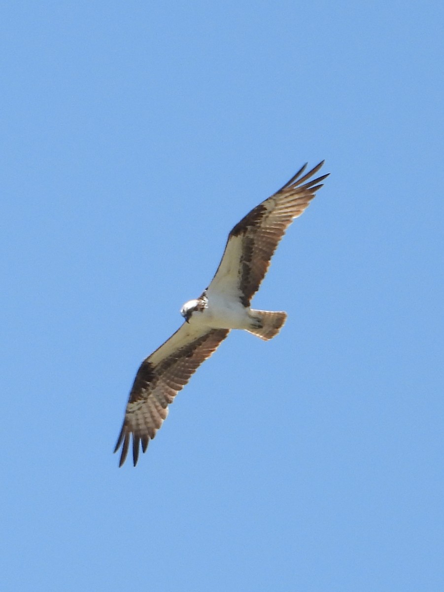 Osprey - ML620792962