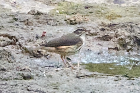 Louisiana Waterthrush - ML620792965