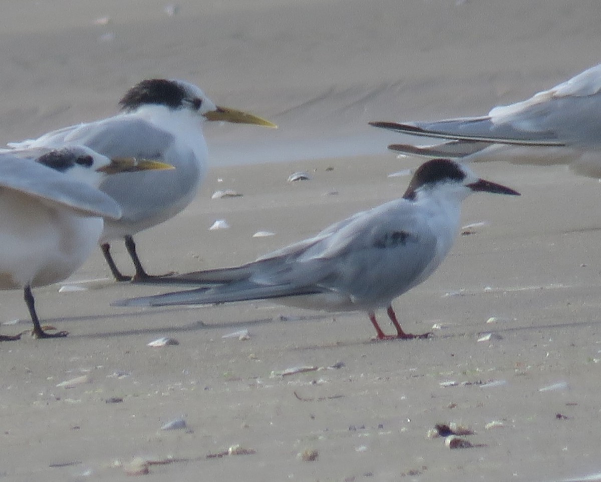 Common Tern - ML620792966