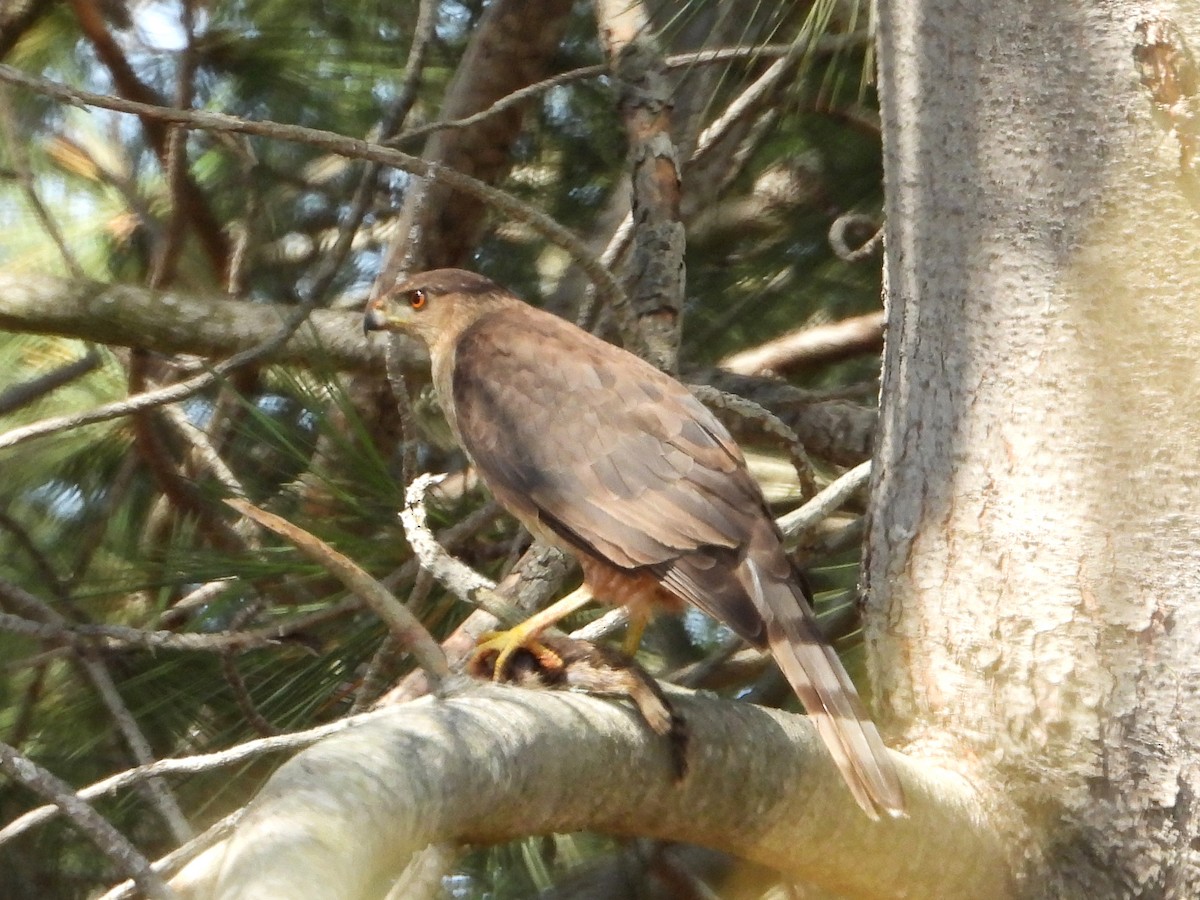 Cooper's Hawk - ML620792967