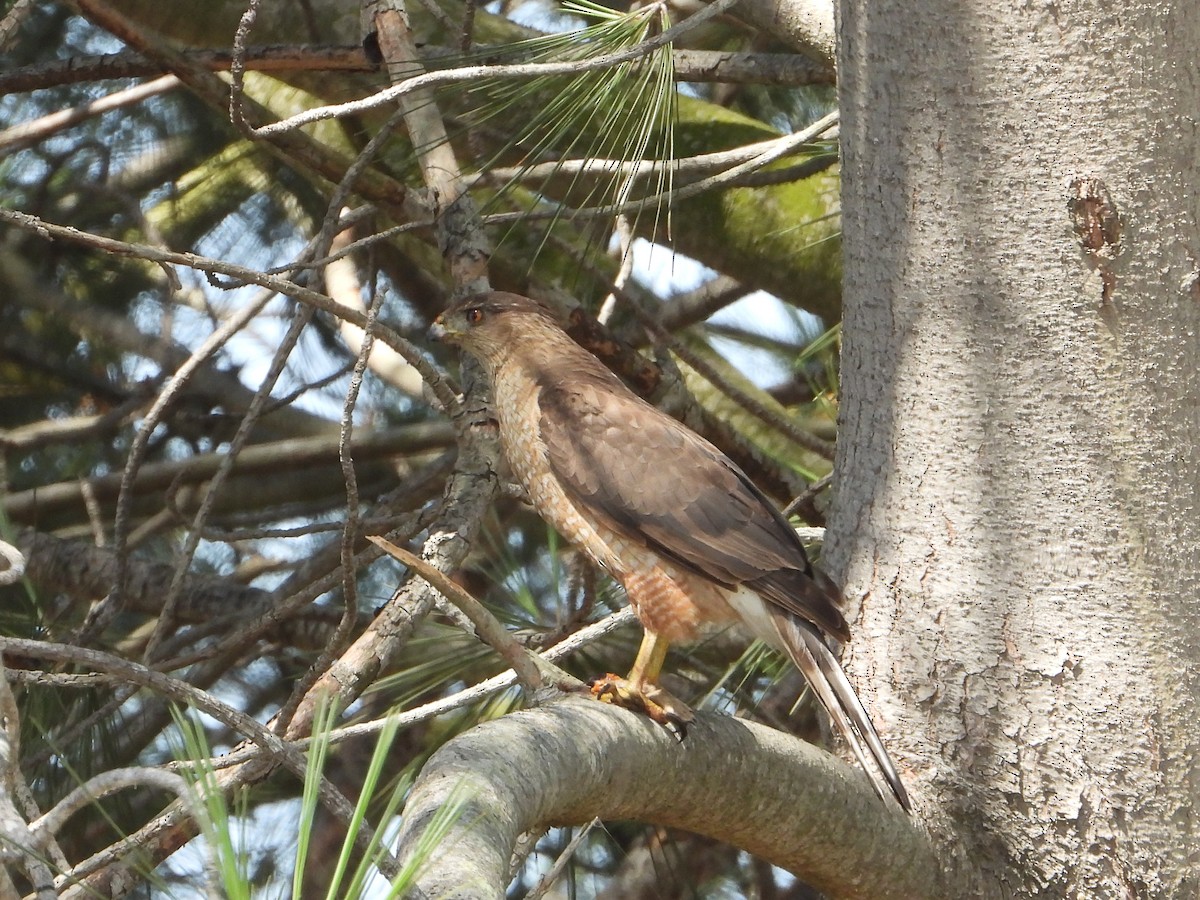 Cooper's Hawk - ML620792968