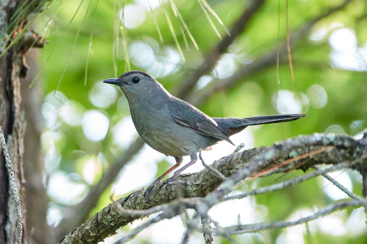 Gray Catbird - ML620792972