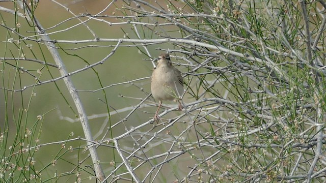 Rufous-tailed Scrub-Robin (Rufous-tailed) - ML620792973