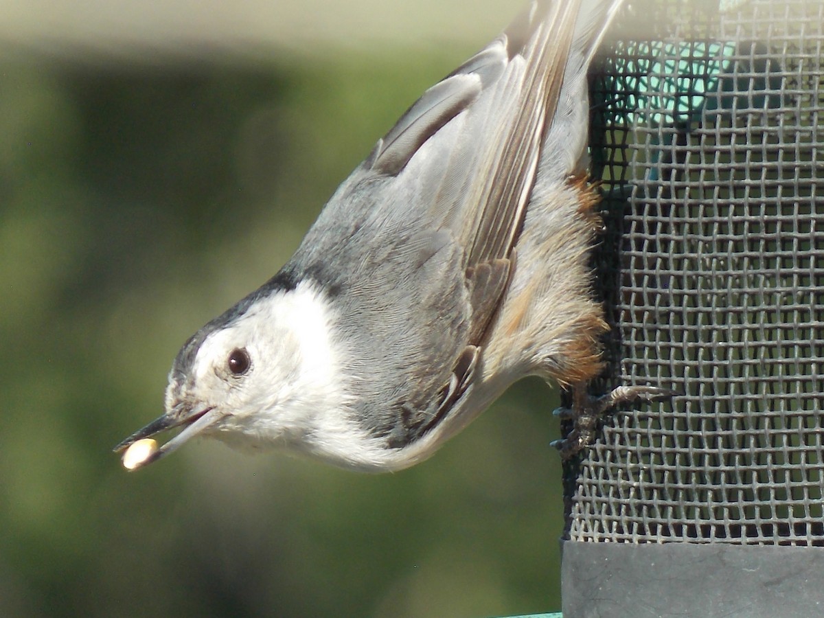 White-breasted Nuthatch - ML620792974