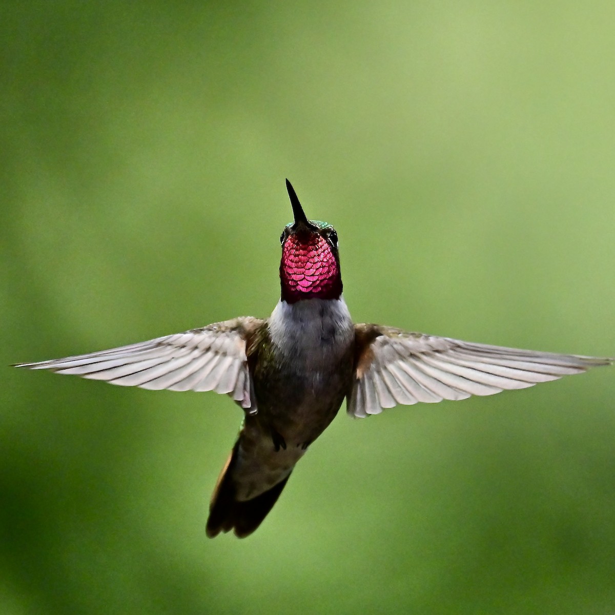 Broad-tailed Hummingbird - ML620792980