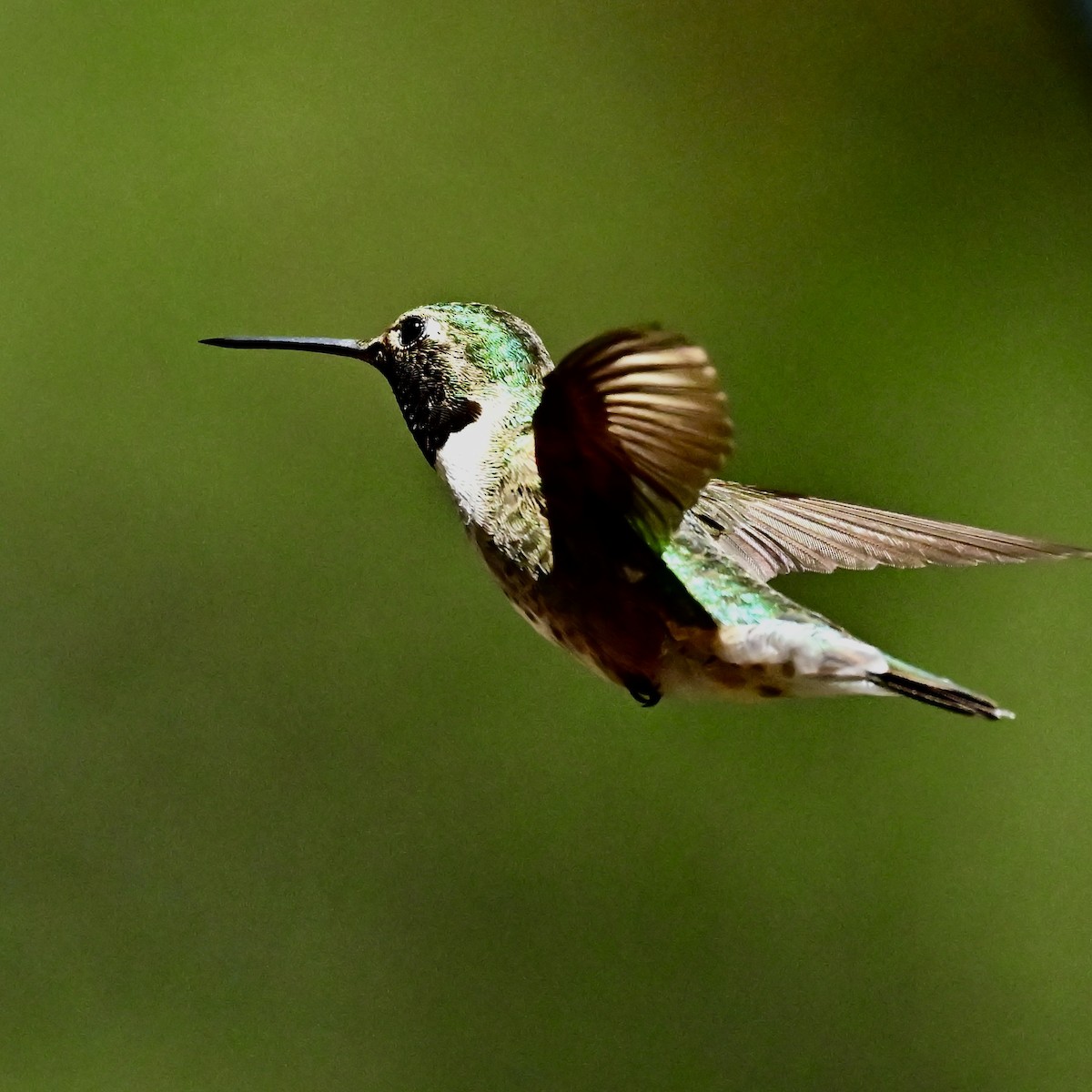 Broad-tailed Hummingbird - ML620792981