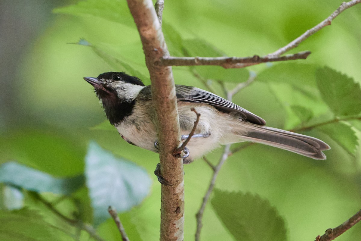 Carolina Chickadee - ML620792983