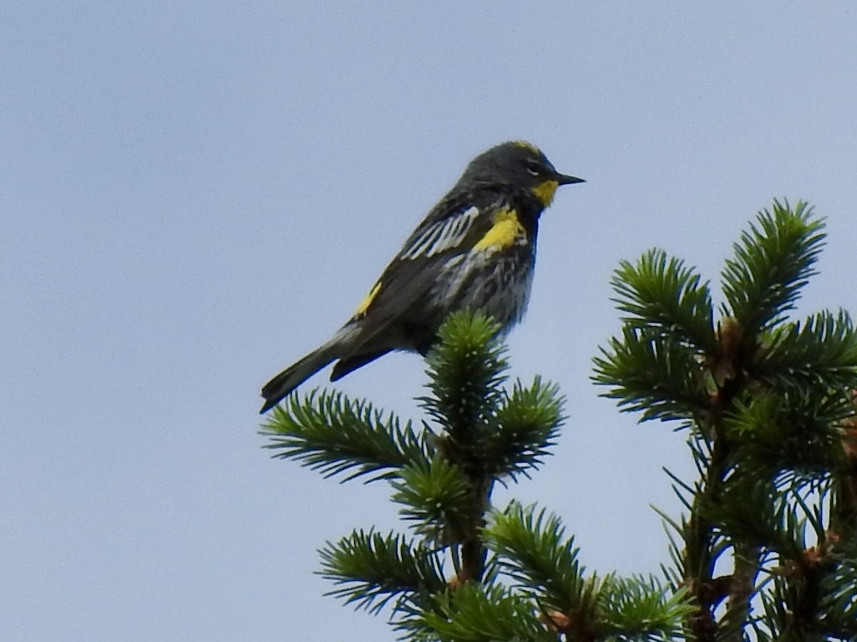 Yellow-rumped Warbler (Audubon's) - ML620792985