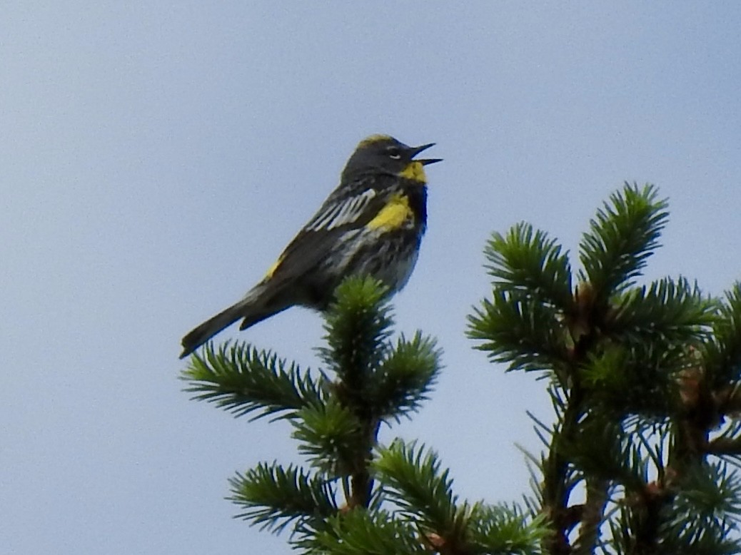 Yellow-rumped Warbler (Audubon's) - ML620792986