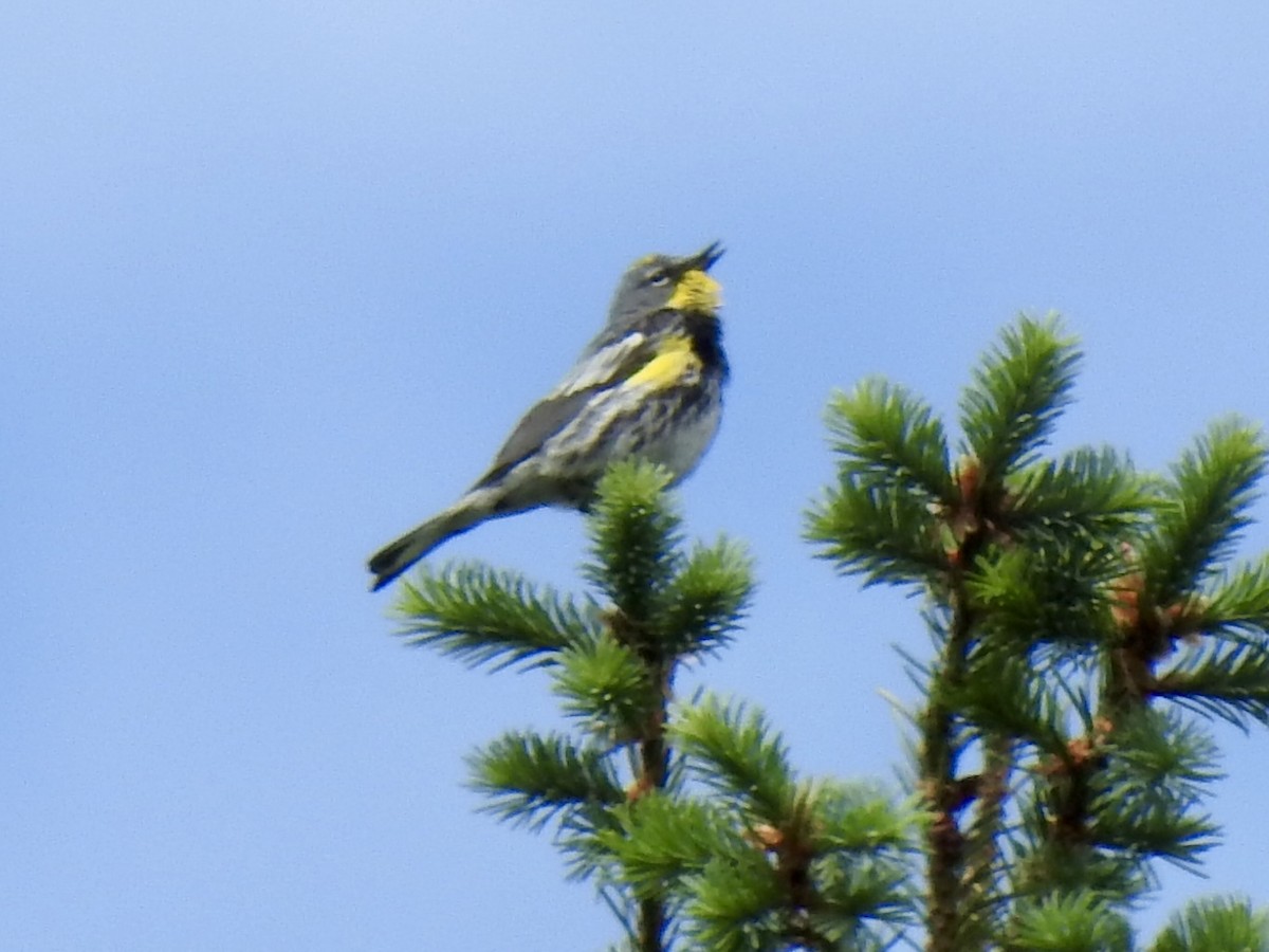 Yellow-rumped Warbler (Audubon's) - ML620792987