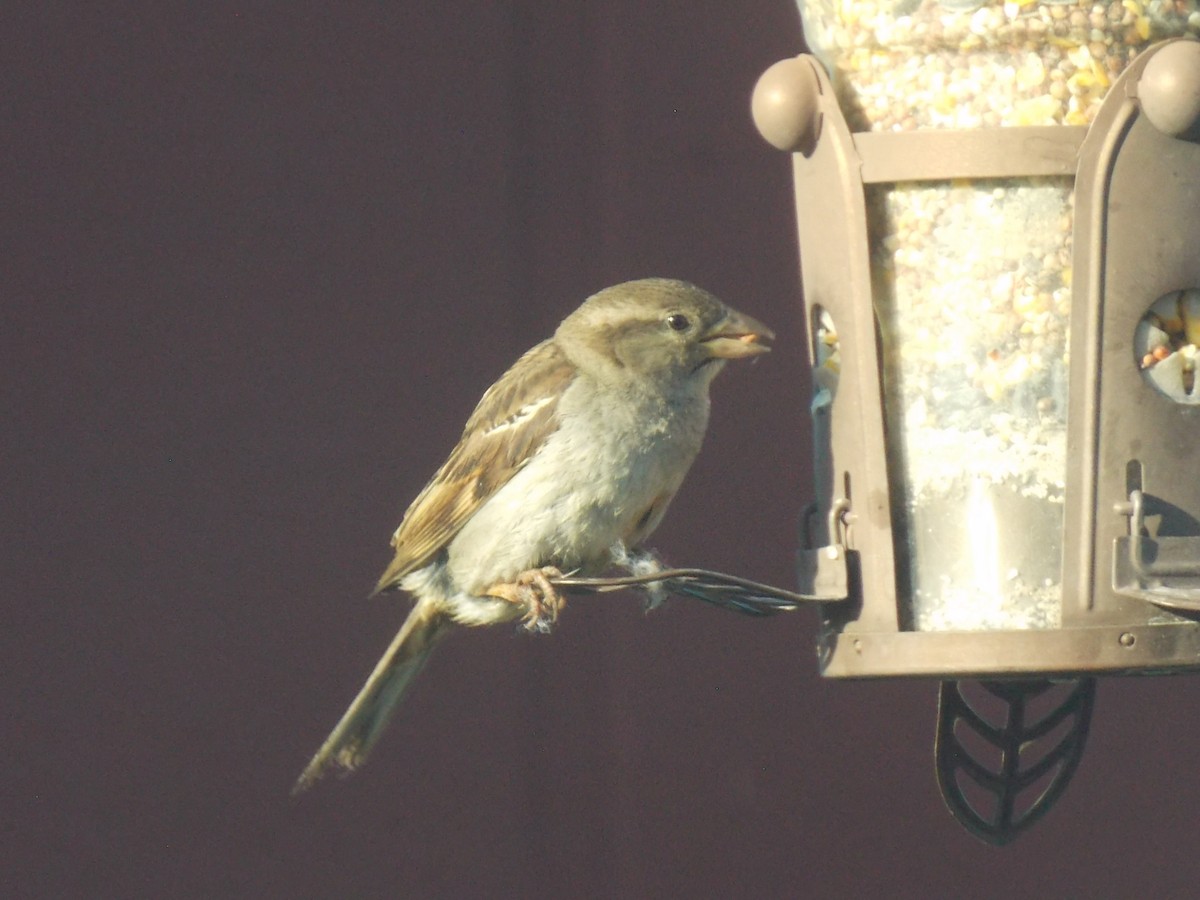 House Sparrow - ML620792993