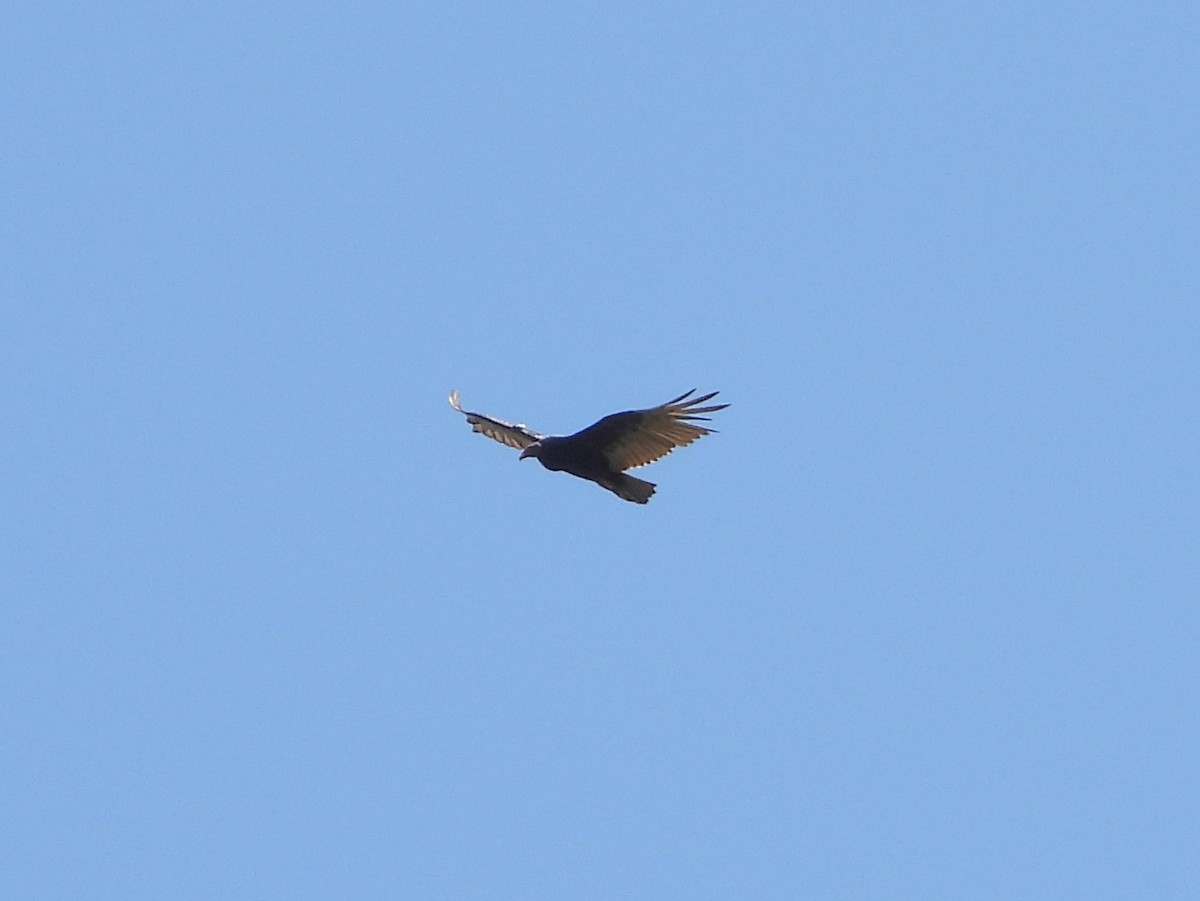 Turkey Vulture - ML620792996