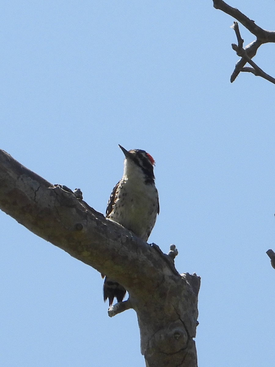 Nuttall's Woodpecker - ML620793002