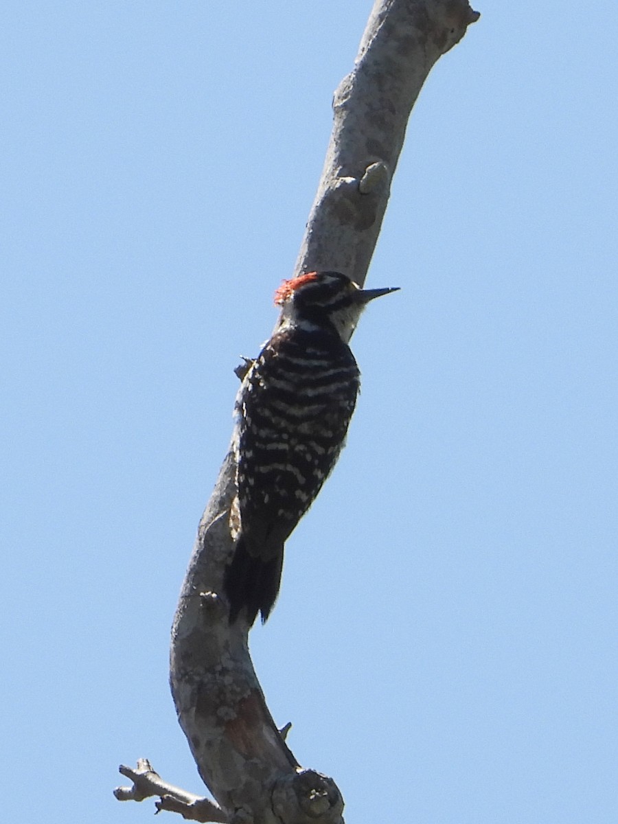Nuttall's Woodpecker - ML620793003