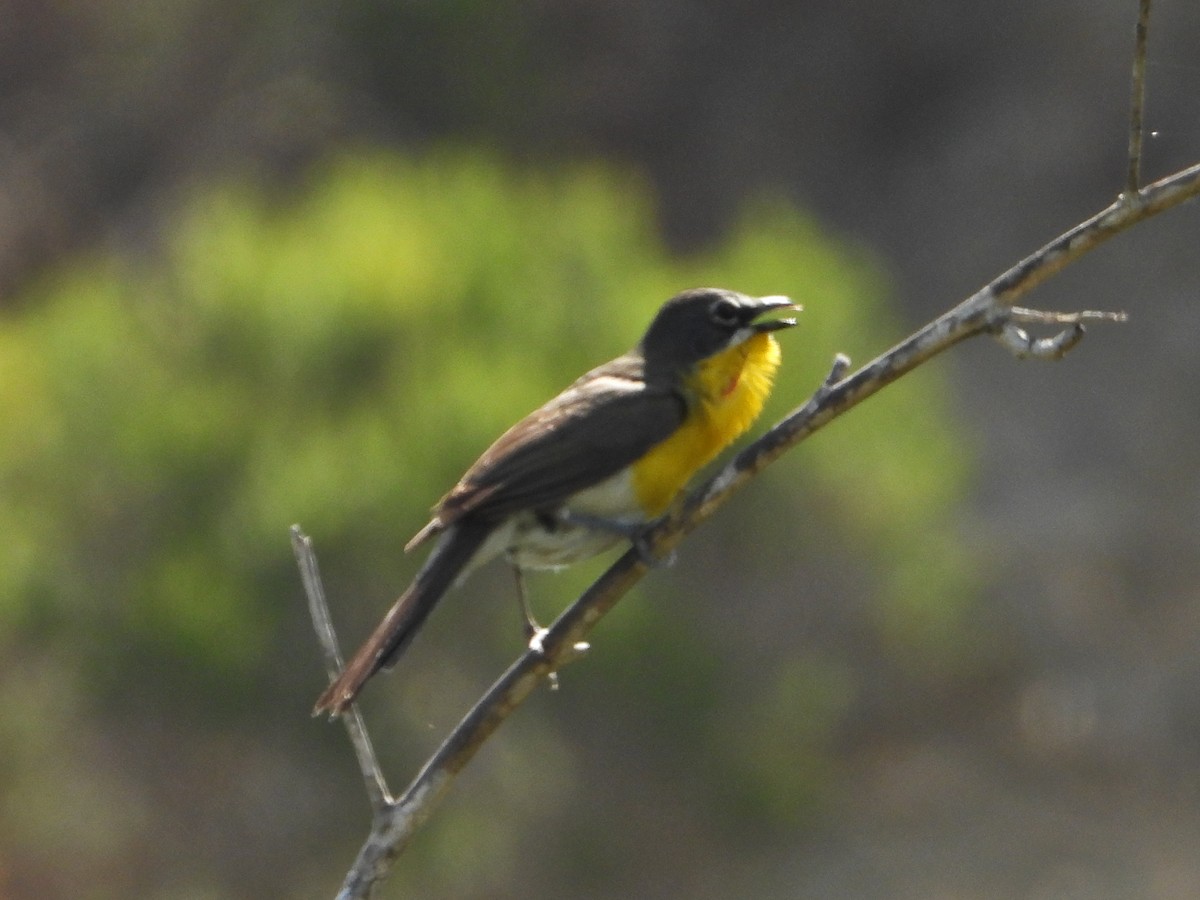 Yellow-breasted Chat - ML620793007