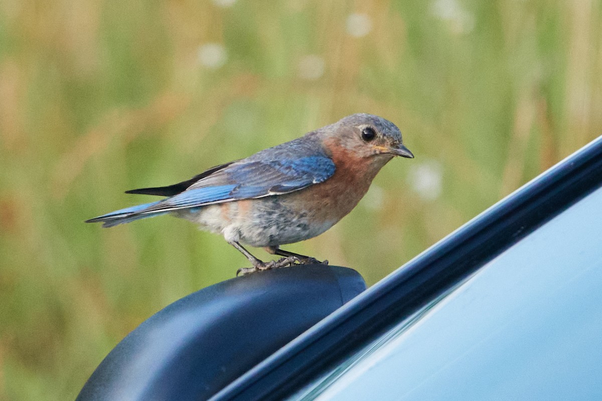 Eastern Bluebird - ML620793010