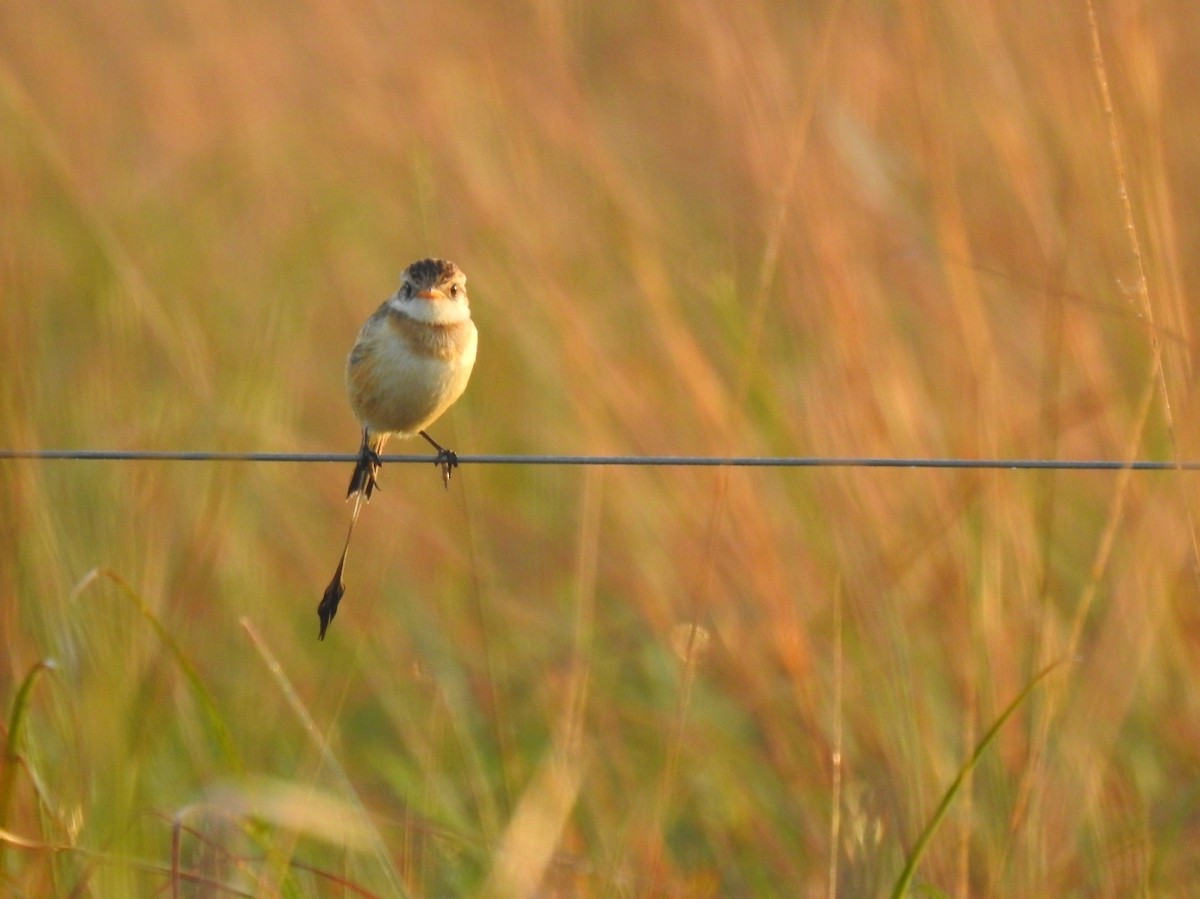 Strange-tailed Tyrant - ML620793016