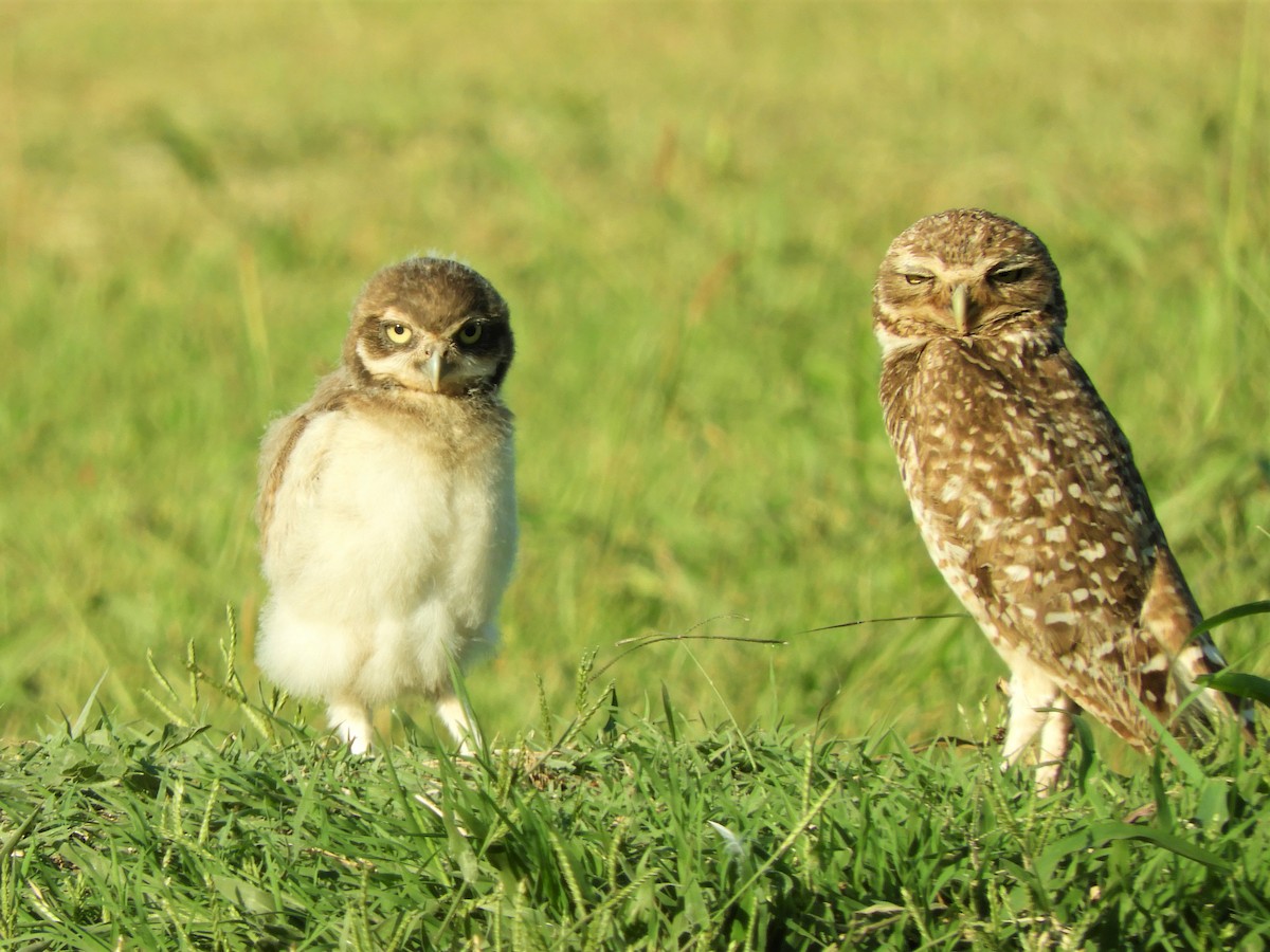 Burrowing Owl - ML620793020