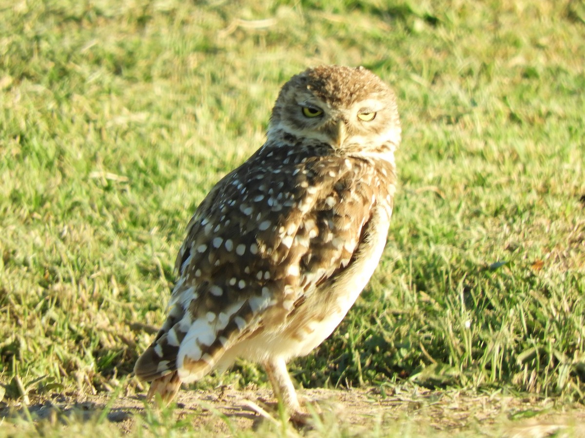 Burrowing Owl - ML620793021