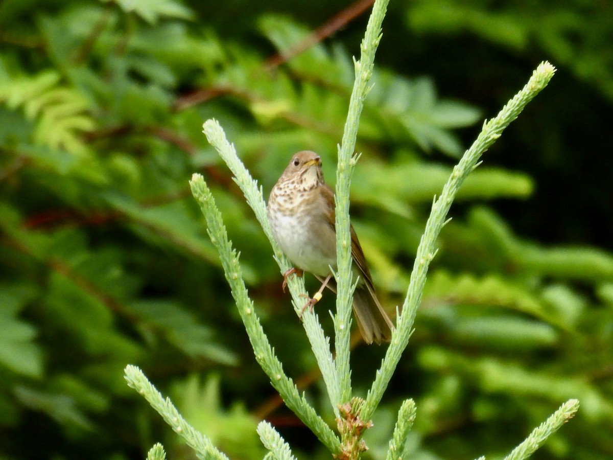 Bicknell's Thrush - ML620793023