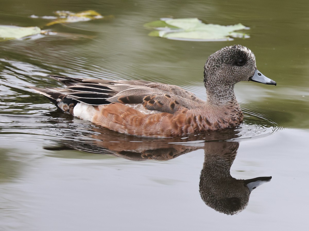 Canard d'Amérique - ML620793043