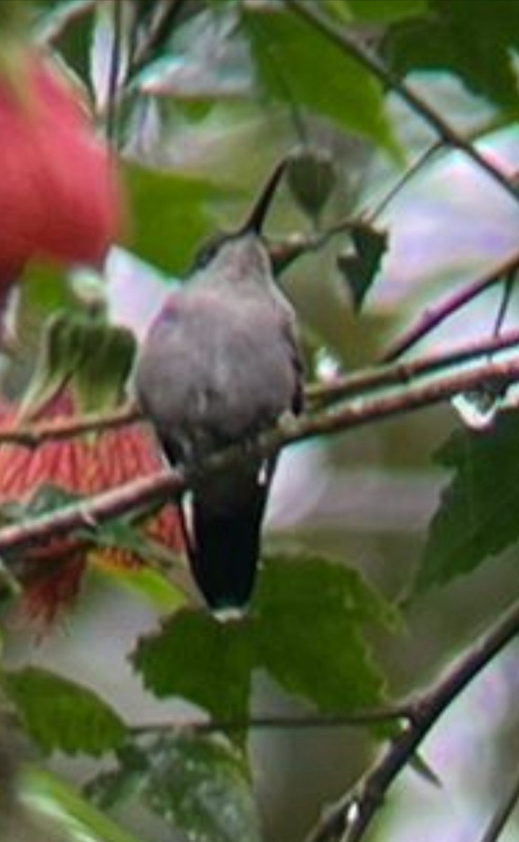 Gray-breasted Sabrewing - ML620793045