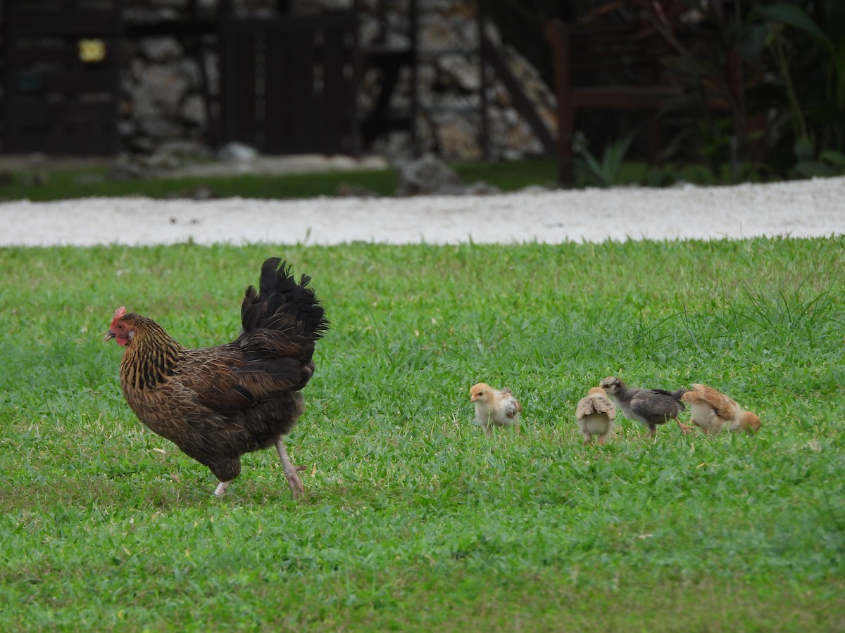 Red Junglefowl (Domestic type) - ML620793050