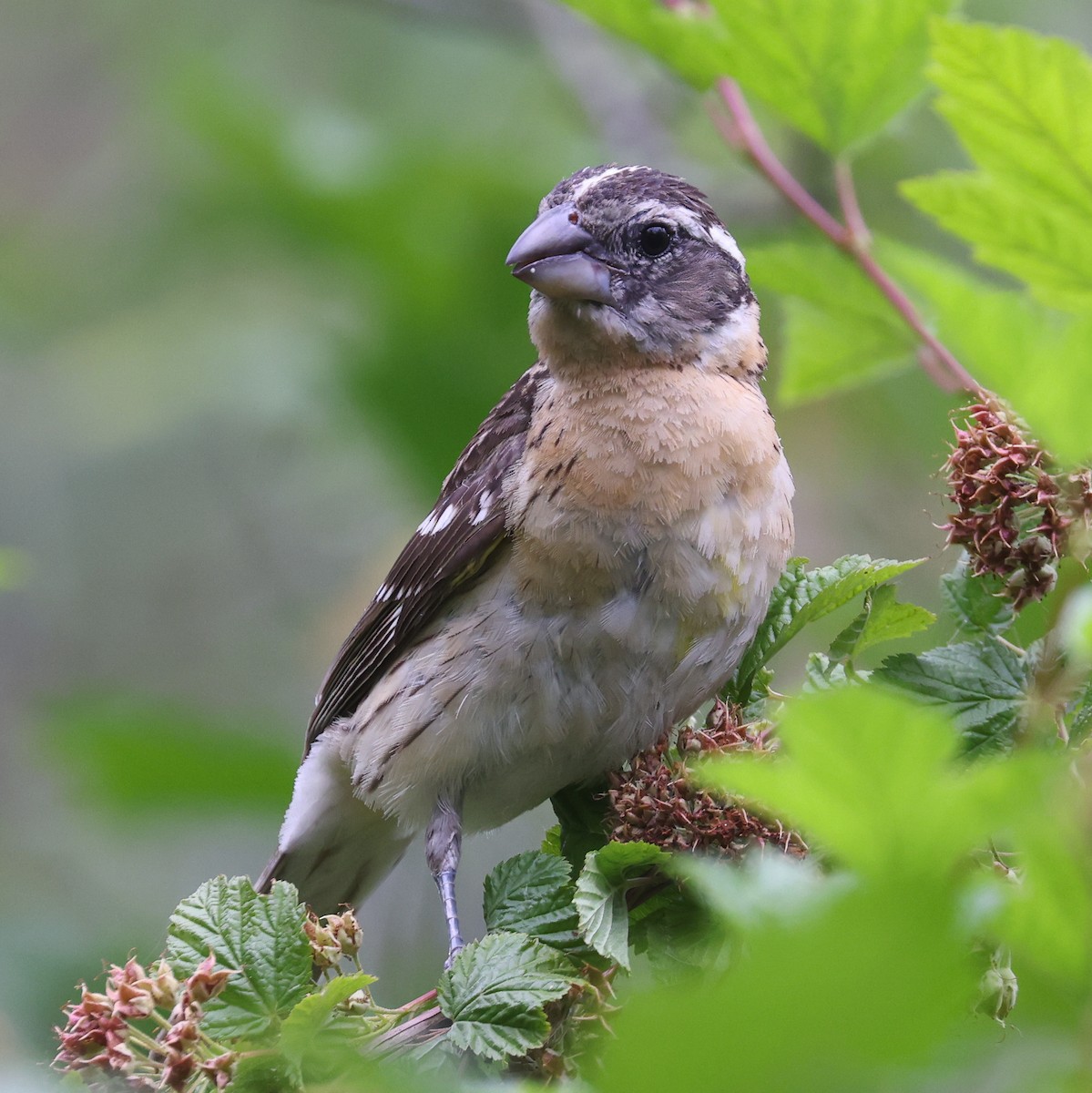 Black-headed Grosbeak - Jordan Roderick