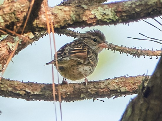 Chipping Sparrow - ML620793053