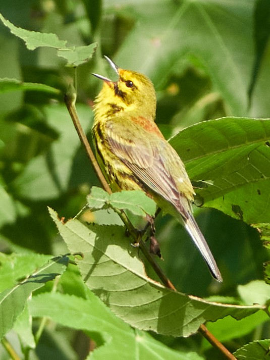 Prairie Warbler - ML620793055