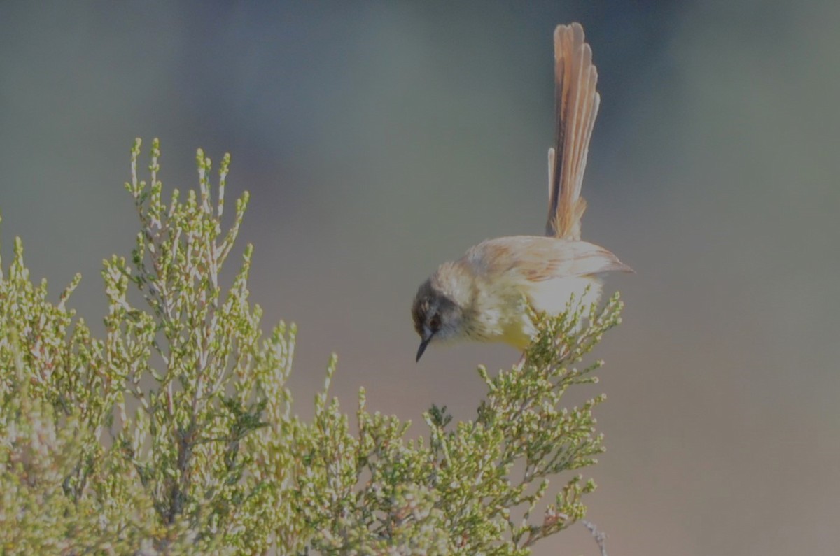 Prinia, unbestimmt - ML620793057