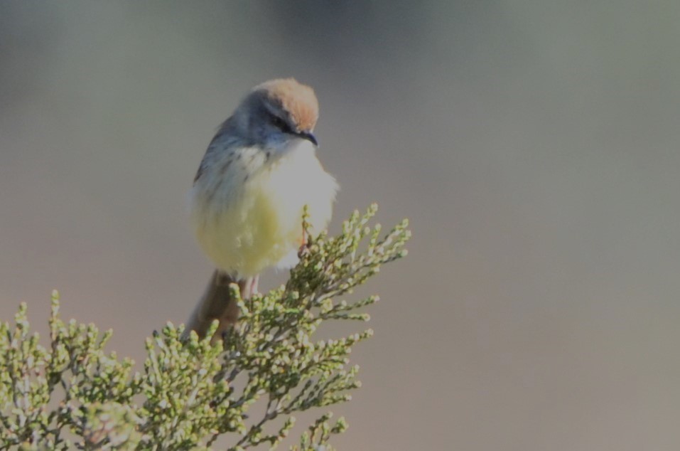 Prinia, unbestimmt - ML620793058