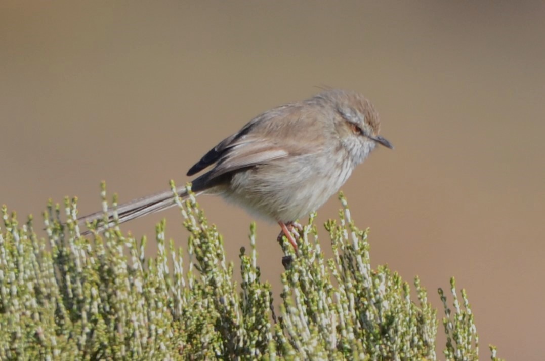 Prinia, unbestimmt - ML620793059