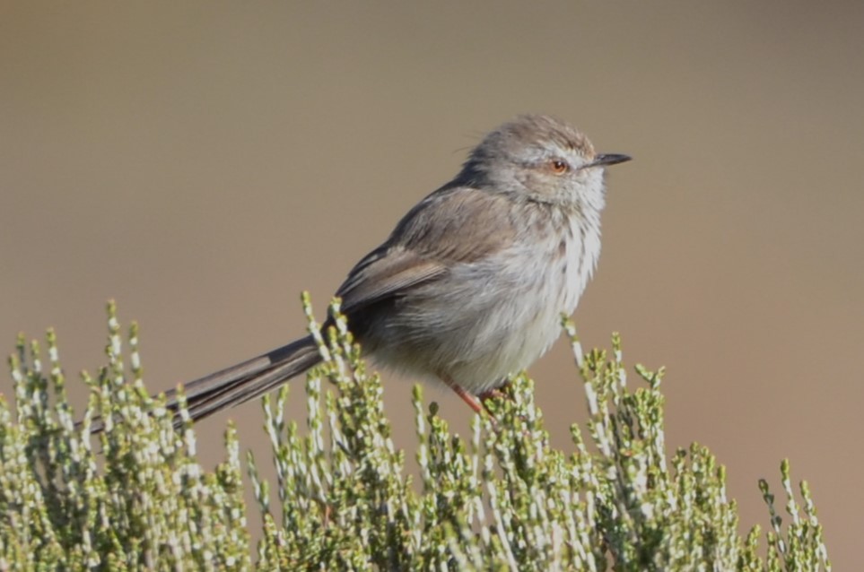 Prinia, unbestimmt - ML620793061