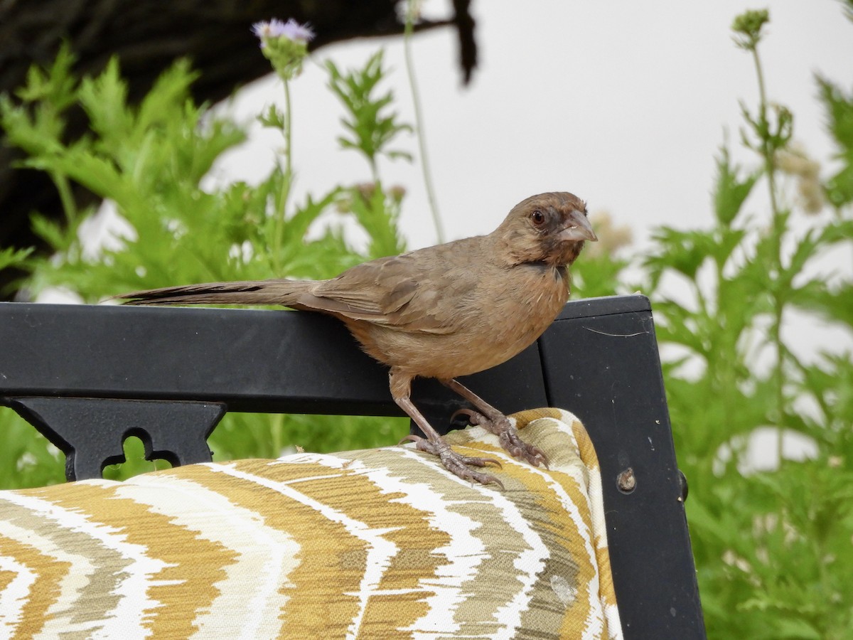 Abert's Towhee - ML620793070