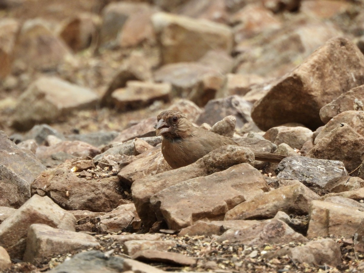 Abert's Towhee - ML620793071