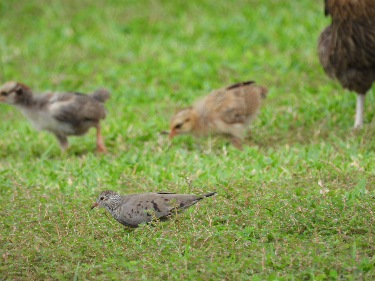 Common Ground Dove - ML620793075