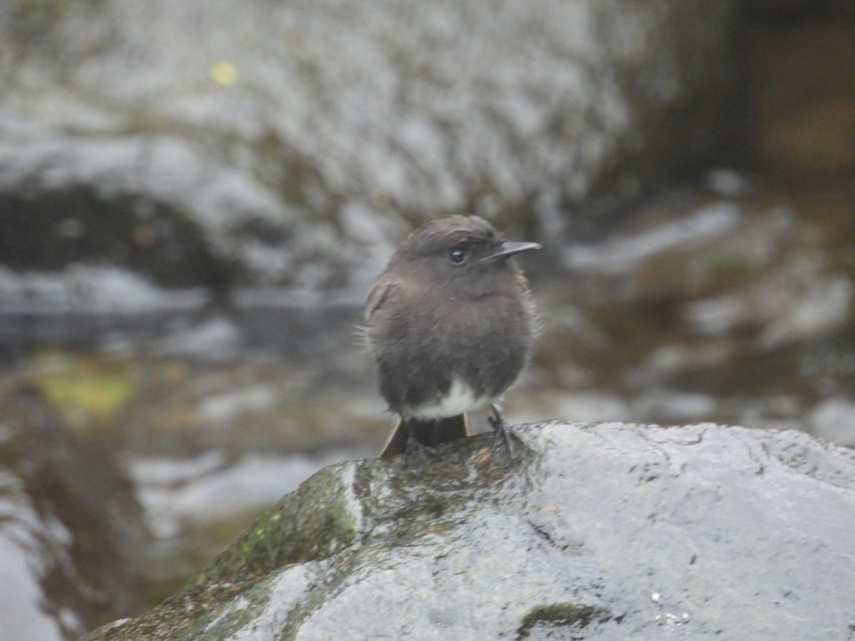 Black Phoebe - ML620793083