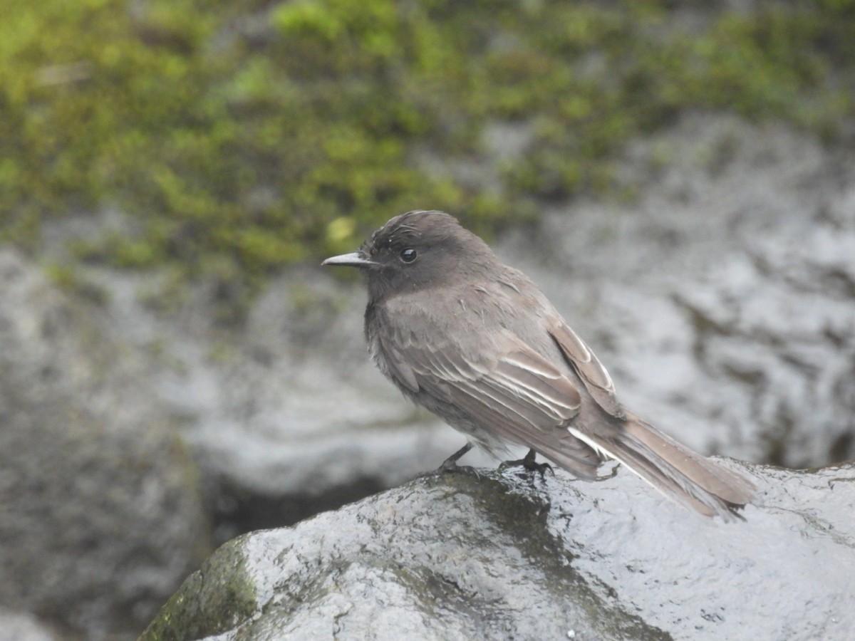 Black Phoebe - Néstor Villalobos Rojas