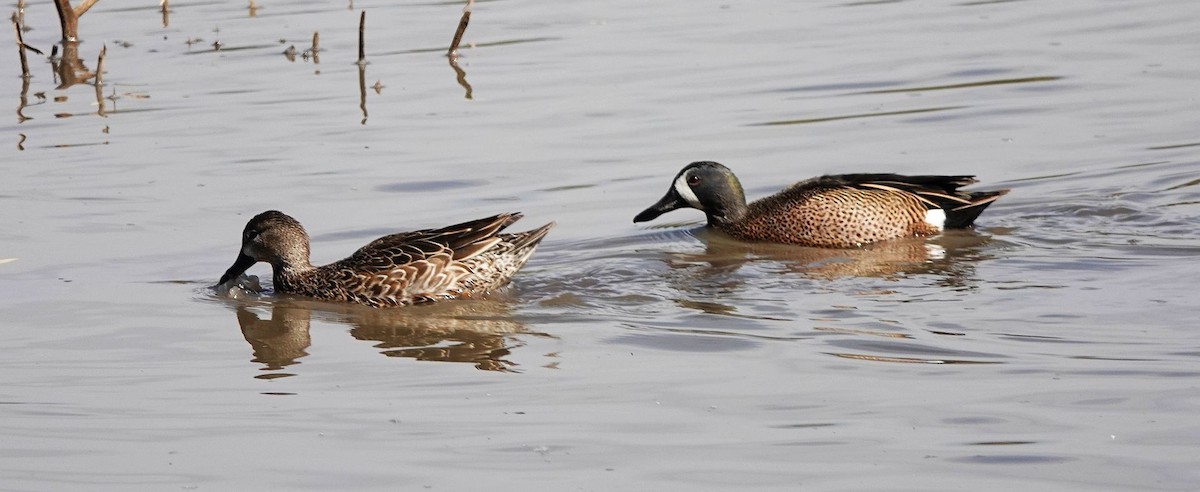 Blue-winged Teal - ML620793087