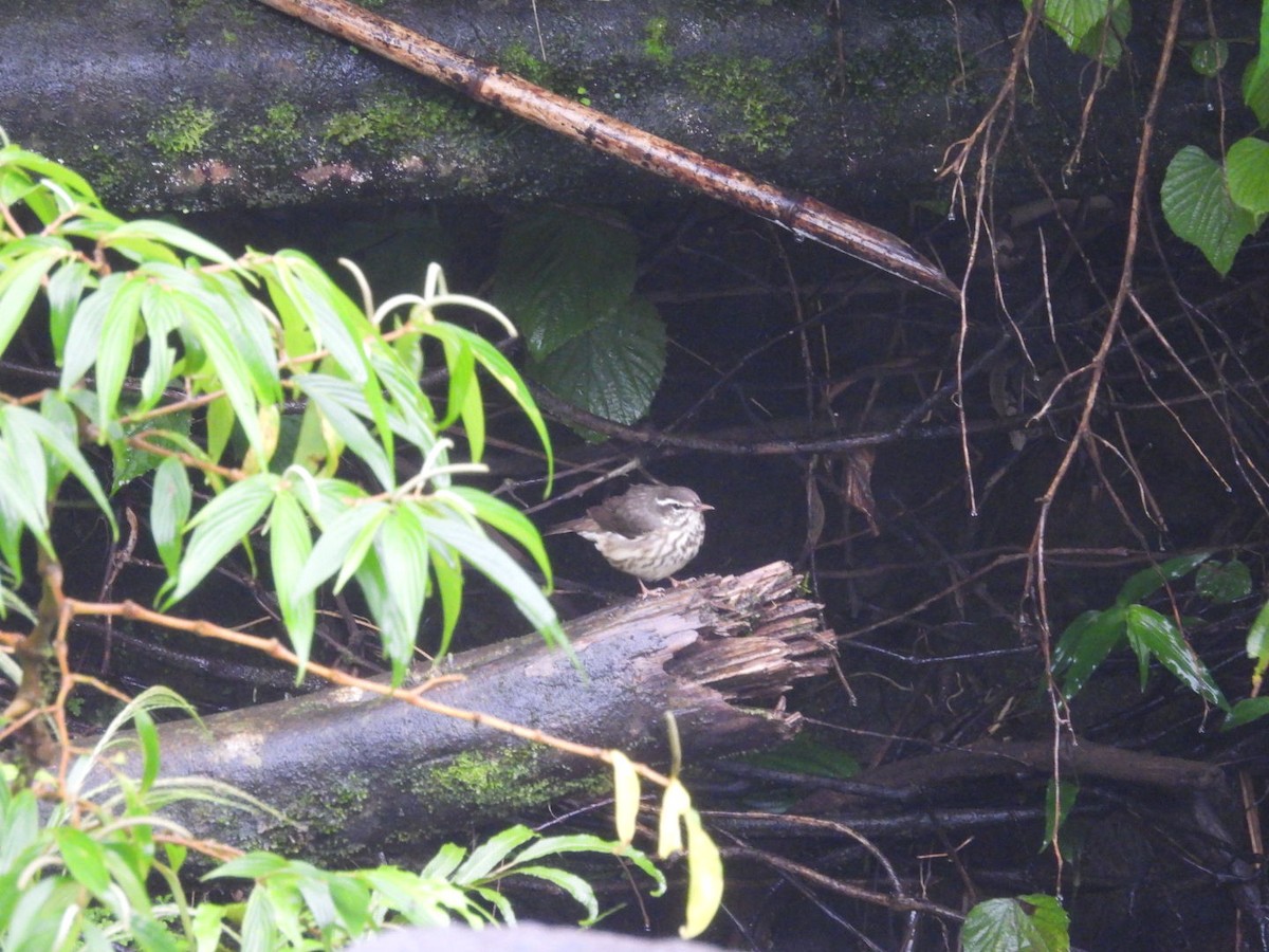 Louisiana Waterthrush - ML620793092