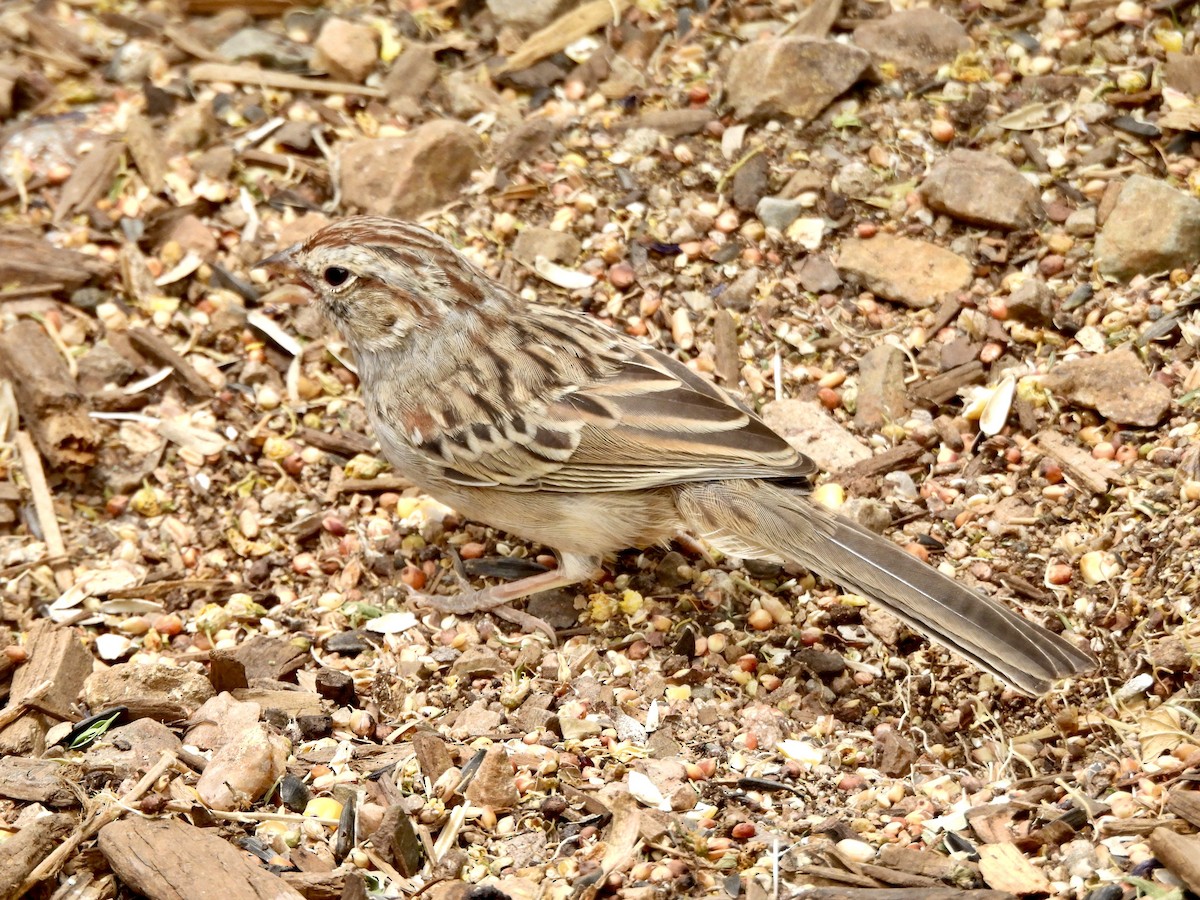 Rufous-winged Sparrow - ML620793103