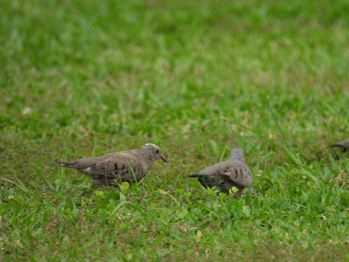 Common Ground Dove - ML620793105