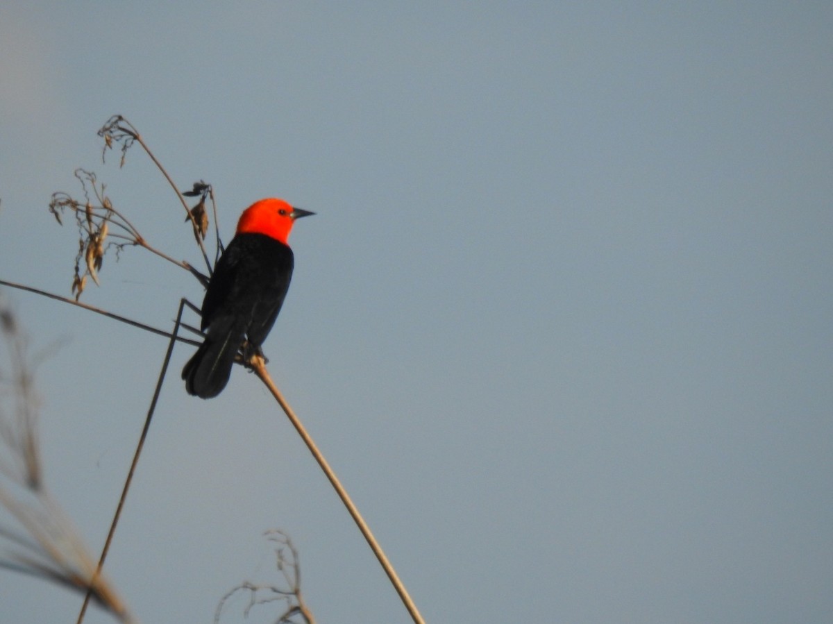 Scarlet-headed Blackbird - ML620793115